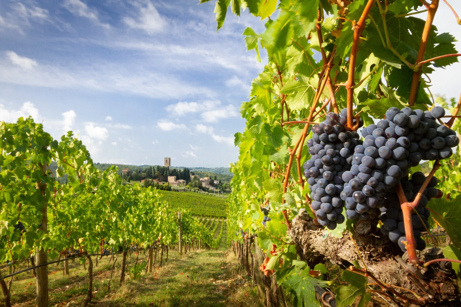Rows of Sangiovese vineyard in Chianti with ripe grape clusters and rolling hills