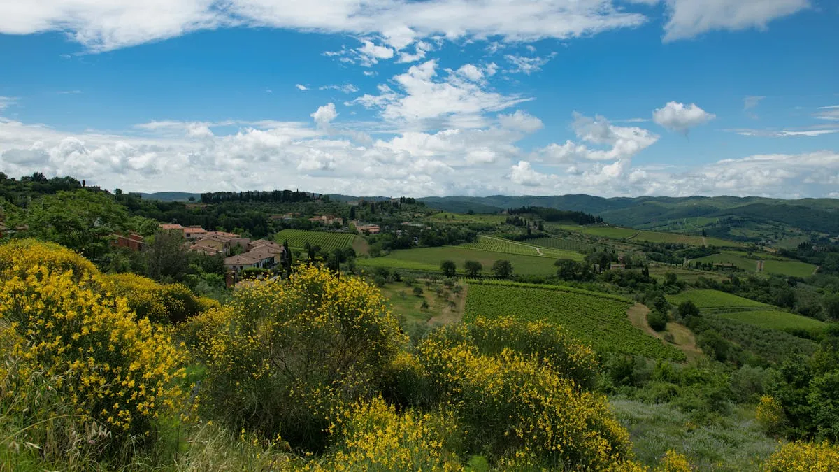 Vista vigneto della Val d'Orcia, esempio di hero section per sito B&B