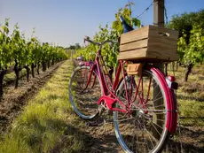 Una bicicletta rossa fra i filari, con una cassetta di legno e una bottiglia sul portapacchi
